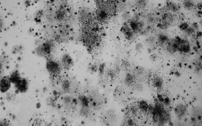 Identifying and Preventing HVAC System Mold