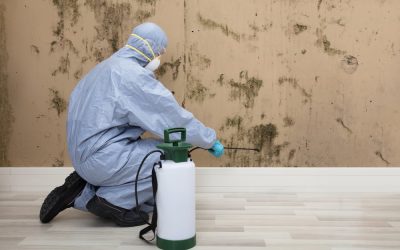 Why Mold Prevention is Important