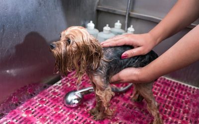 Pet-Proofing Tips for Plumbing