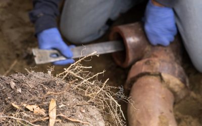 Preventing Root Issues in Your Pipes